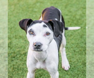 Mutt Dogs for adoption in Hilton Head, SC, USA