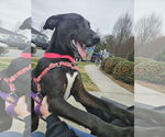 Small #2 Great Dane-Labrador Retriever Mix