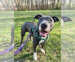 Small #6 American Pit Bull Terrier-American Staffordshire Terrier Mix