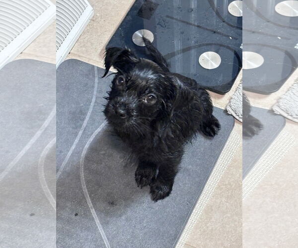 Medium Photo #4 Mutt Puppy For Sale in Plainfield, IL, USA