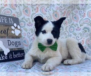 Border Collie-Pomsky Mix Puppy for sale in LANCASTER, PA, USA