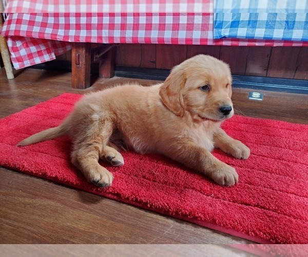 Medium Photo #5 Golden Retriever Puppy For Sale in PEYTON, CO, USA