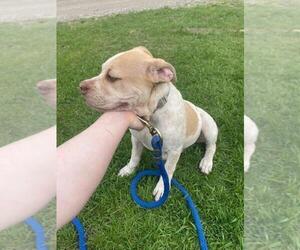 Olde English Bulldogge Puppy for sale in WHEELER, MI, USA