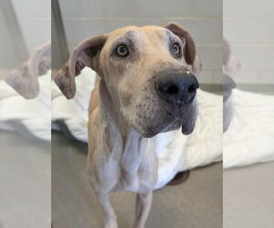 Great Dane-Unknown Mix Dogs for adoption in Bullard, TX, USA