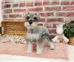 Small #4 Schnauzer (Miniature)