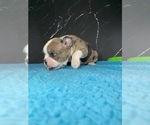 Small #6 Boston Terrier