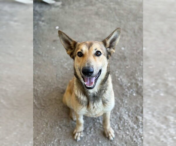 Medium Photo #1 German Shepherd Dog-Unknown Mix Puppy For Sale in Riverside, CA, USA