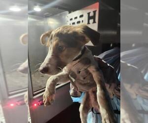 Mutt Dogs for adoption in San Antonio, TX, USA