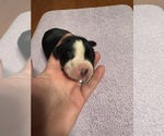 Small #9 Great Dane