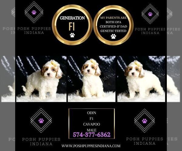 Medium Photo #4 Cavapoo Puppy For Sale in WARSAW, IN, USA