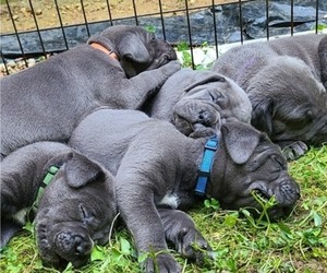 Cane Corso Litter for sale in BEAR, DE, USA