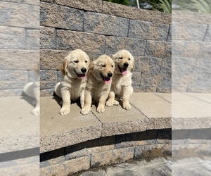 Golden Retriever Puppy for sale in PHOENIX, NY, USA