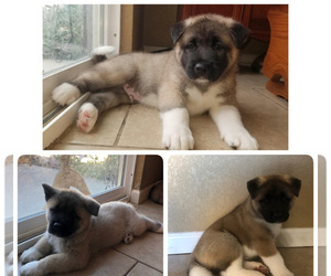 Akita Puppy for sale in LAKE HAVASU CITY, AZ, USA
