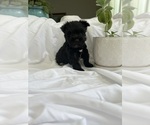Small Photo #4 Schnauzer (Miniature) Puppy For Sale in MIAMI, FL, USA