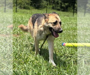 Mutt Dogs for adoption in Virginia Beach, VA, USA