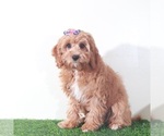 Small #4 Cavapoo (Miniature)
