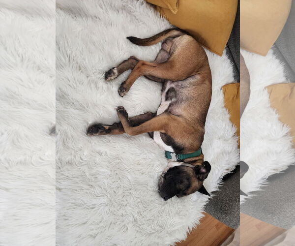 Medium Photo #15 Boxer-Unknown Mix Puppy For Sale in Holly Springs, NC, USA