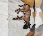 Small #14 Boxer Mix