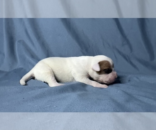 Medium Photo #4 American Bulldog Puppy For Sale in PLUMAS LAKE, CA, USA