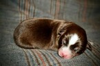 Small Photo #2 Miniature Australian Shepherd Puppy For Sale in MOUNT VERNON, WA, USA