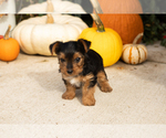 Small Photo #7 Yorkshire Terrier Puppy For Sale in NAPPANEE, IN, USA