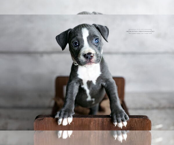 Medium Photo #4 American Pit Bull Terrier Puppy For Sale in Rockville, MD, USA