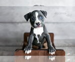 Small #3 American Pit Bull Terrier