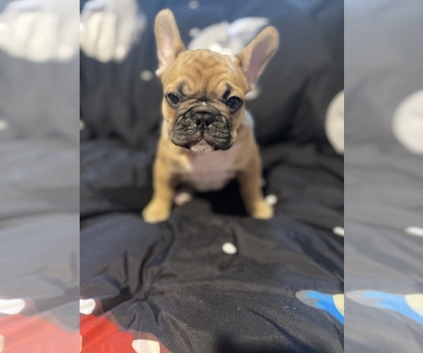 Medium Photo #2 Faux Frenchbo Bulldog Puppy For Sale in HOODSPORT, WA, USA