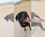 Small #6 Rottweiler