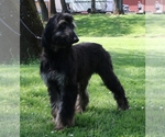 Small Photo #2 Afghan Hound Puppy For Sale in WINSTON, OR, USA