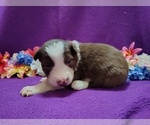 Small Photo #59 Border Collie Puppy For Sale in NORBORNE, MO, USA