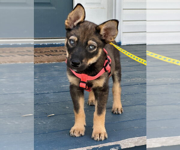 Medium Photo #3 German Shepherd Dog-Unknown Mix Puppy For Sale in Brewster, NY, USA