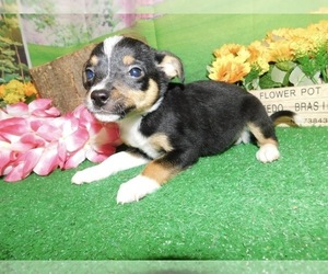 Australian Cattle Dog-Beagle Mix Puppy for sale in HAMMOND, IN, USA