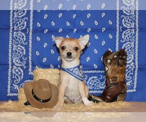 Medium Chihuahua