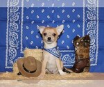 Puppy Thaddeus Chihuahua