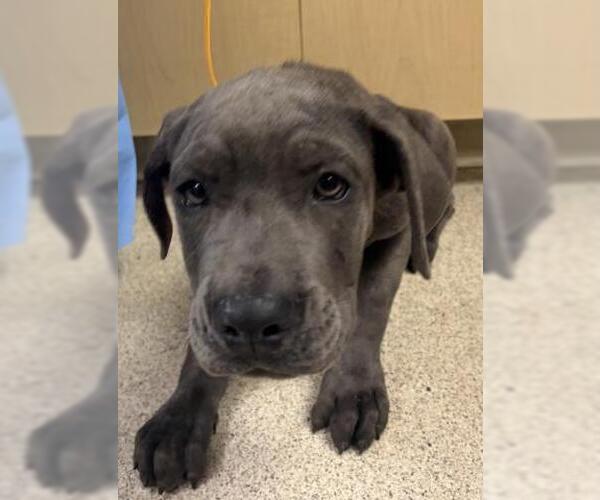 Medium Photo #1 Mutt Puppy For Sale in Riverside, CA, USA