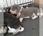 Small Photo #7 Beagle Puppy For Sale in CARTHAGE, TX, USA