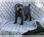 Puppy Puppy 1 Weimaraner