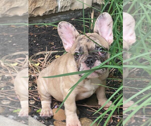Medium Photo #5 French Bulldog Puppy For Sale in RICHMOND, TX, USA