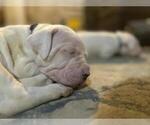 Small Photo #24 Dogo Argentino Puppy For Sale in BROOMALL, PA, USA