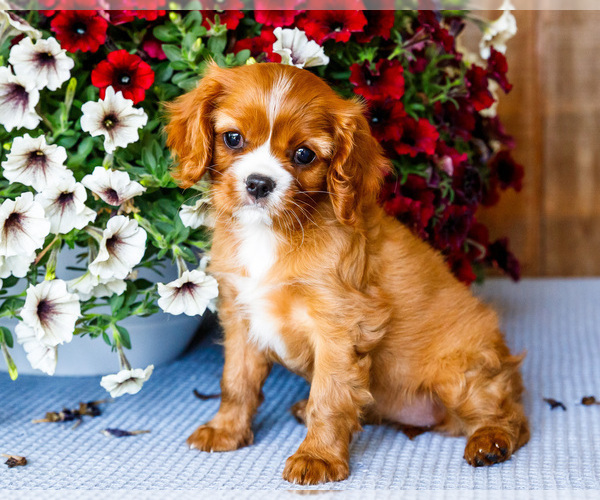 Medium Photo #1 Cavalier King Charles Spaniel Puppy For Sale in WAKARUSA, IN, USA