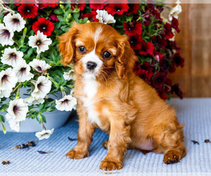 Medium Cavalier King Charles Spaniel