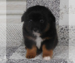 Small #2 Miniature Australian Shepherd