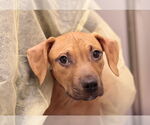 Small #11 Mutt