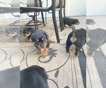 Small Photo #10 Rottweiler Puppy For Sale in FREEPORT, NY, USA