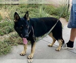 Father of the German Shepherd Dog puppies born on 08/27/2025