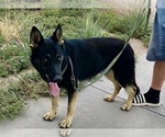 Small Photo #1 German Shepherd Dog Puppy For Sale in BRIGHTON, CO, USA