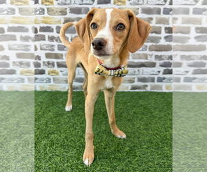 Chihuahua-Unknown Mix Dogs for adoption in Corona, CA, USA