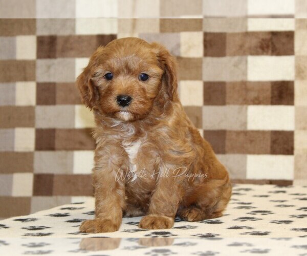 Medium Photo #4 Cavapoo (Miniature) Puppy For Sale in DENVER, PA, USA
