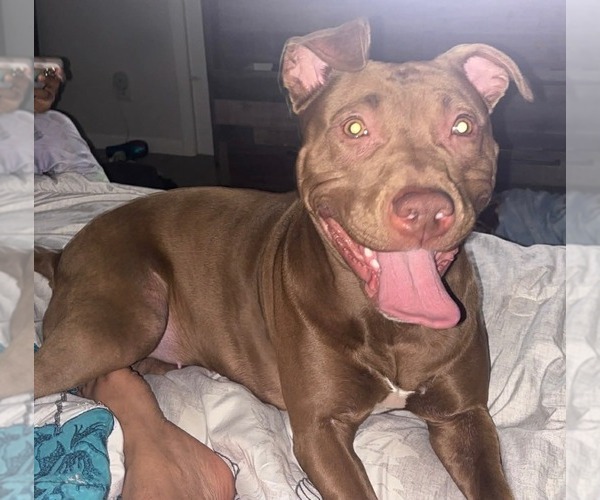 Medium Photo #36 American Pit Bull Terrier Puppy For Sale in CHARLOTTE, NC, USA